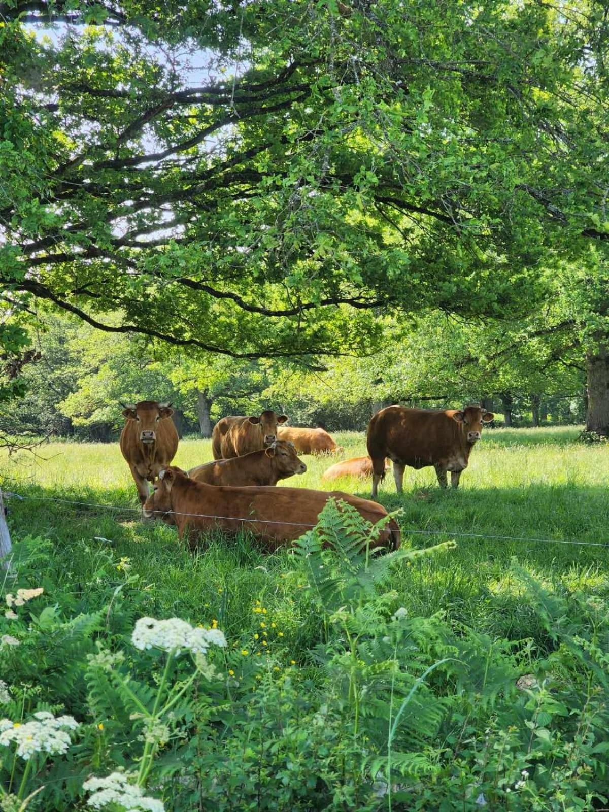 Le Chalet Limousin Folles Dış mekan fotoğraf